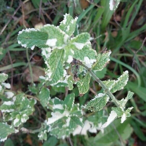 Mentha × rotundifolia 叶