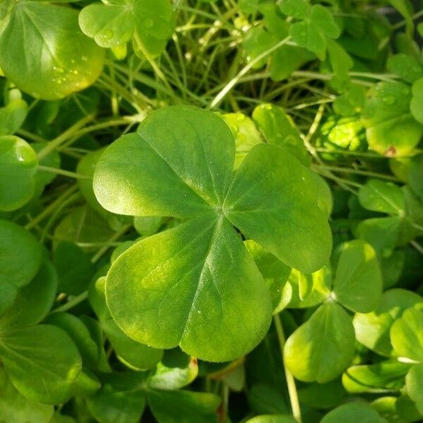 Oxalis debilis List