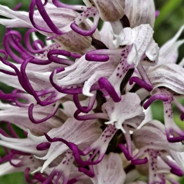 Orchis simia Blomma