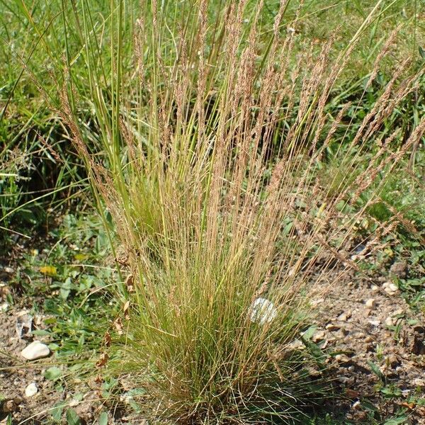 Festuca filiformis Hàbitat