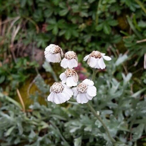 Achillea erba-rotta Квітка