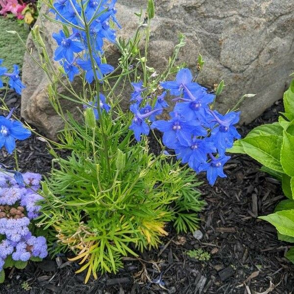 Delphinium carolinianum Çiçek