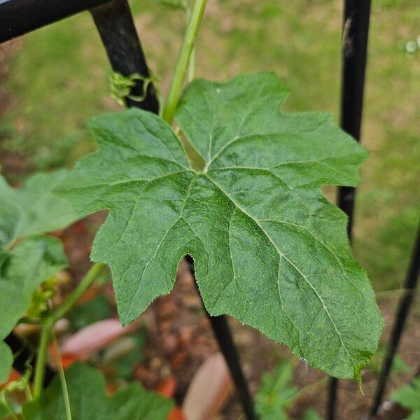 Bryonia alba Leaf