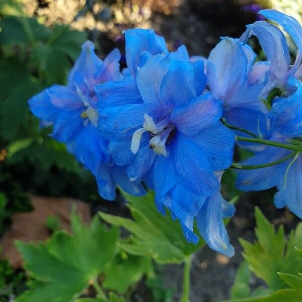 Delphinium menziesii Kukka