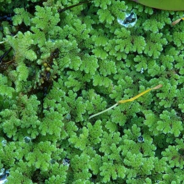 Azolla filiculoides Leaf