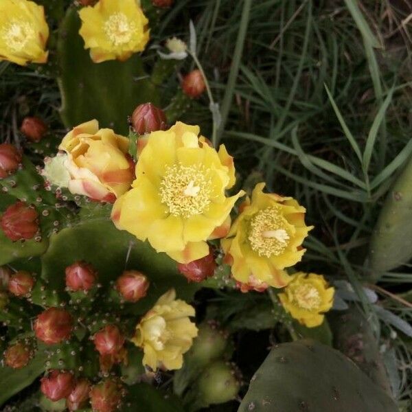 Opuntia ficus-indica Blüte