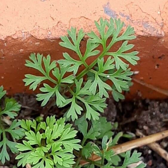 Cyclospermum leptophyllum Лист