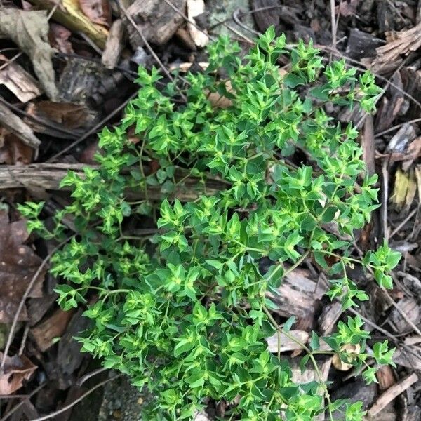 Euphorbia peplus অভ্যাস