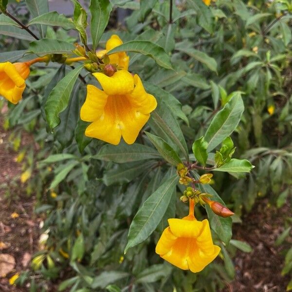 Allamanda cathartica List