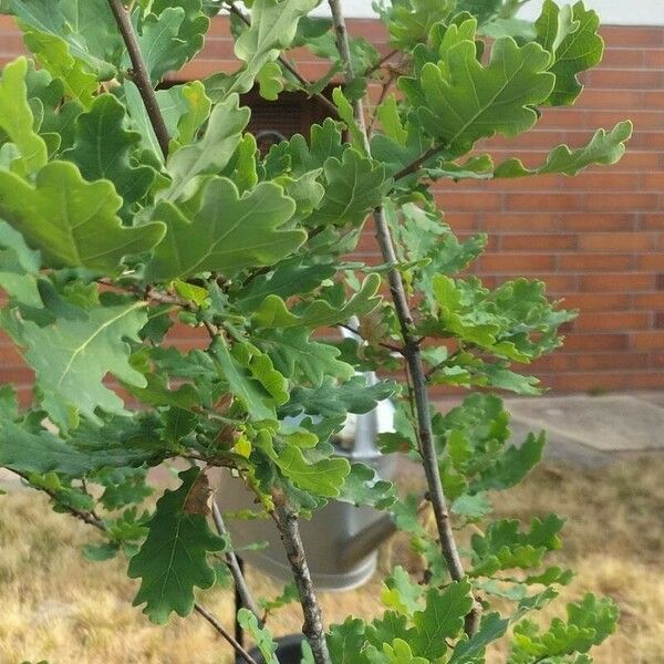 Quercus macrocarpa Blad