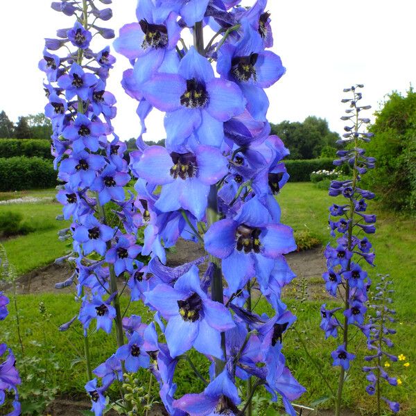 Delphinium elatum Flower