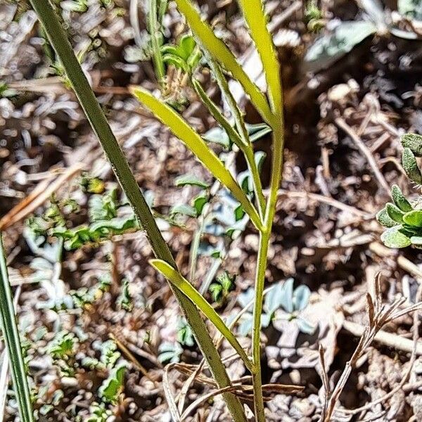 Seseli montanum Leaf