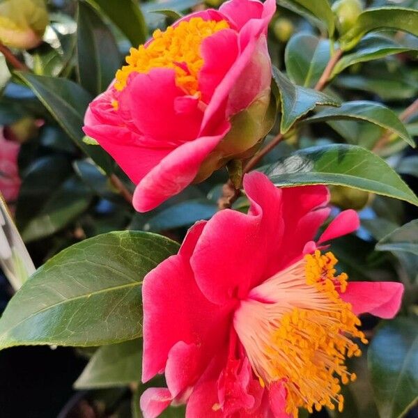 Camellia japonica ᱵᱟᱦᱟ