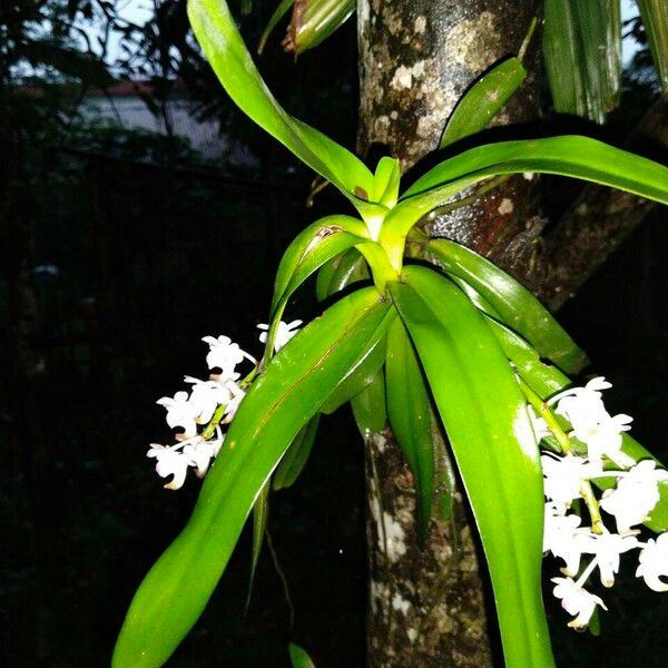 Aerides odorata 葉