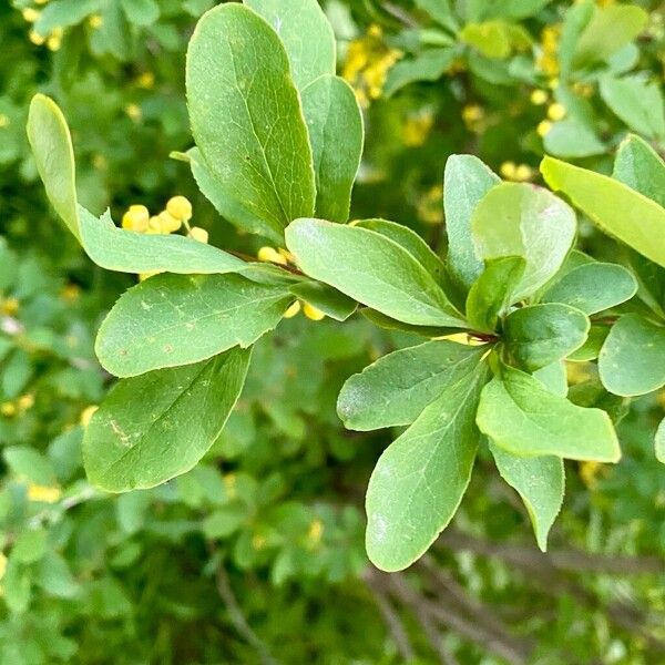 Berberis vulgaris Lehti