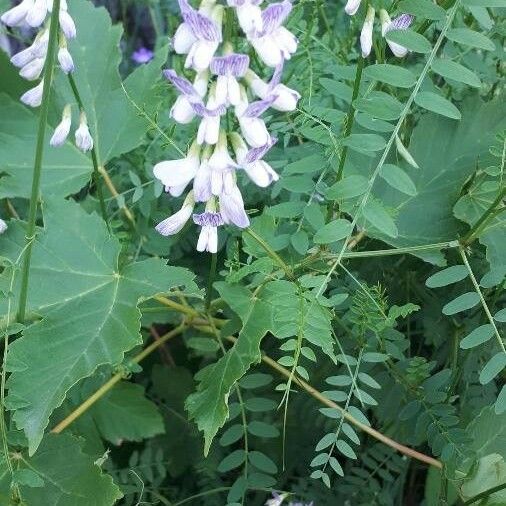 Vicia sylvatica Bloem