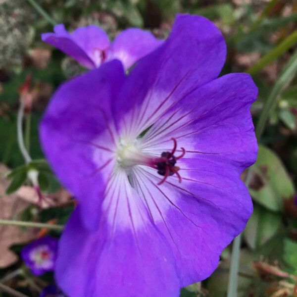 Geranium sylvaticum Žiedas