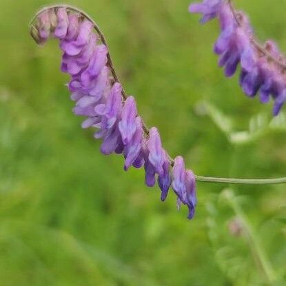 Vicia cracca Kwiat