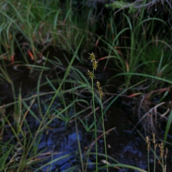 Carex echinata Meyve