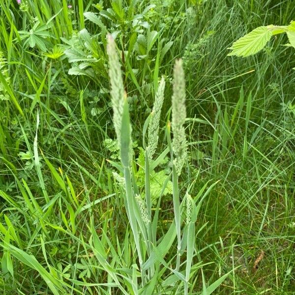 Holcus lanatus Flower