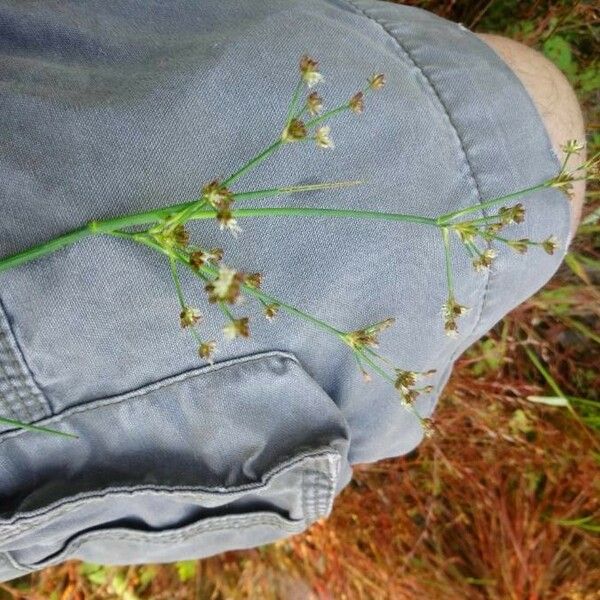 Juncus subnodulosus Çiçek