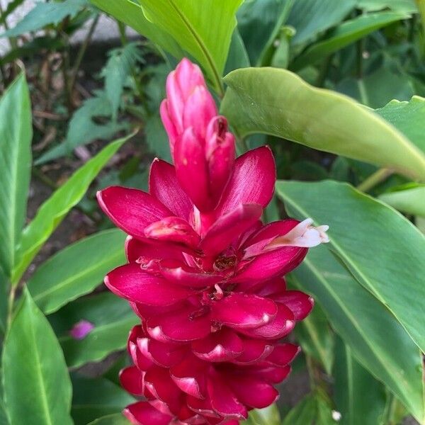 Alpinia purpurata Blomst