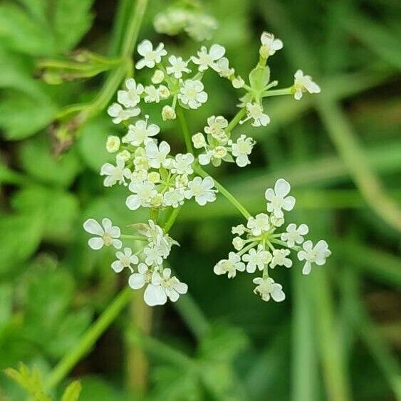 Anthriscus cerefolium Flower