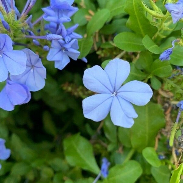 Plumbago auriculata ᱵᱟᱦᱟ