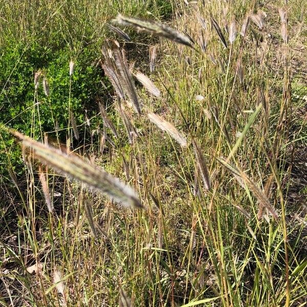 Dichanthium sericeum Flower