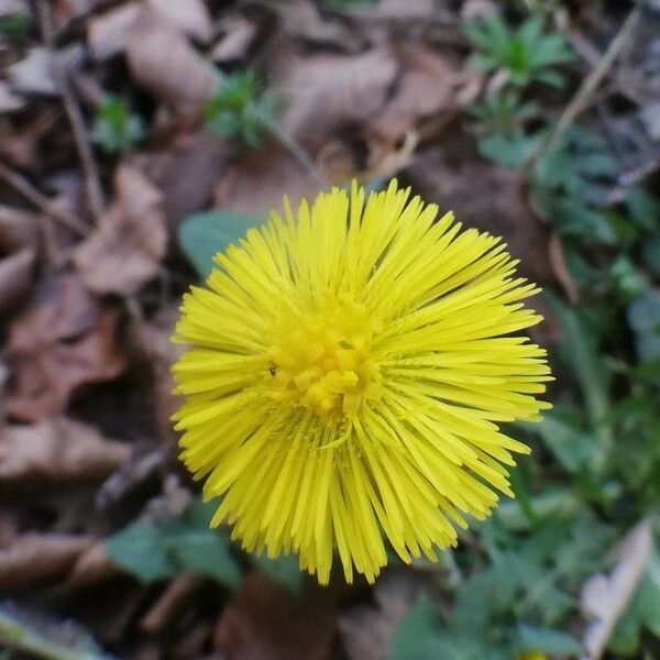 Tussilago farfara Çiçek