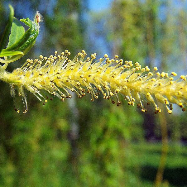 Salix babylonica Flors