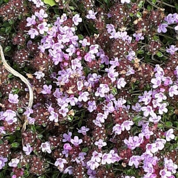 Thymus serpyllum Çiçek