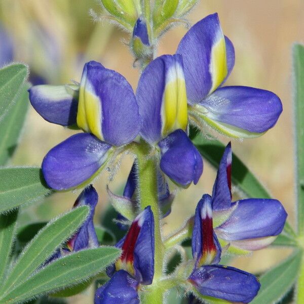 Lupinus digitatus പുഷ്പം