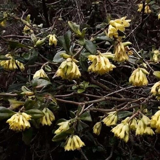 Daphne ludlowii