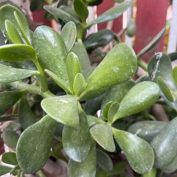 Crassula ovata Leaf