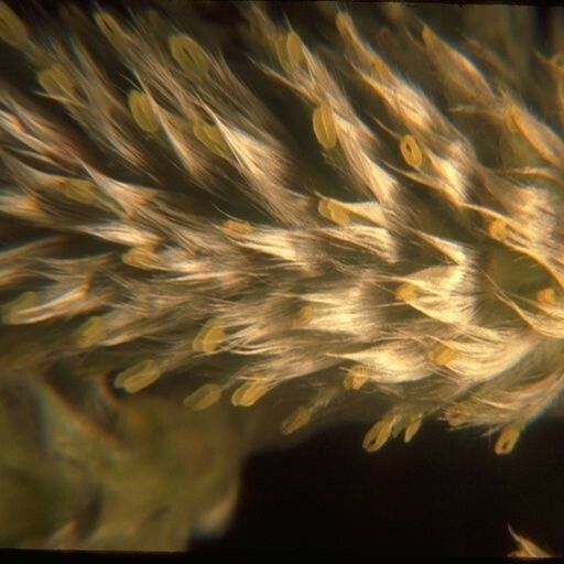 Salix scouleriana Flower