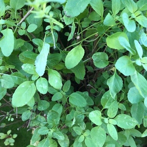 Salvia microphylla Leaf