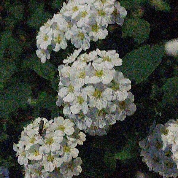 Spiraea chamaedryfolia 花