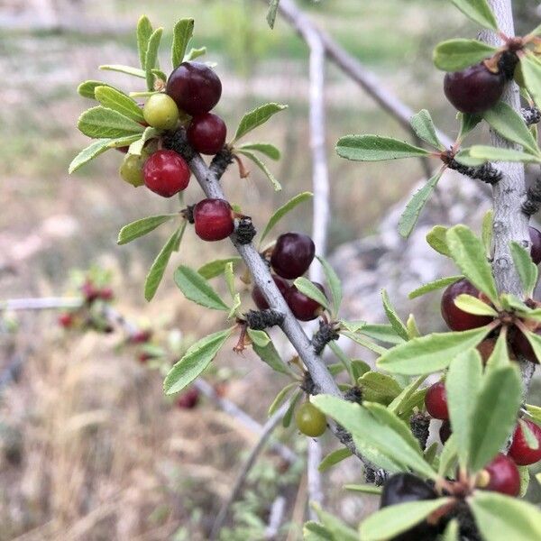 Rhamnus lycioides Ffrwyth