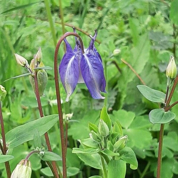 Aquilegia vulgaris Blüte