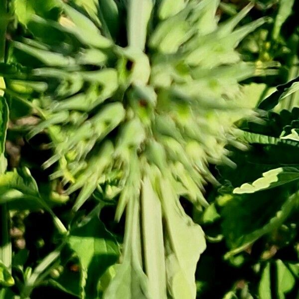 Leonotis nepetifolia Frugt