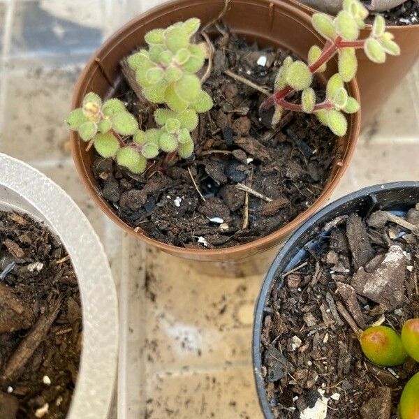 Crassula expansa Leaf