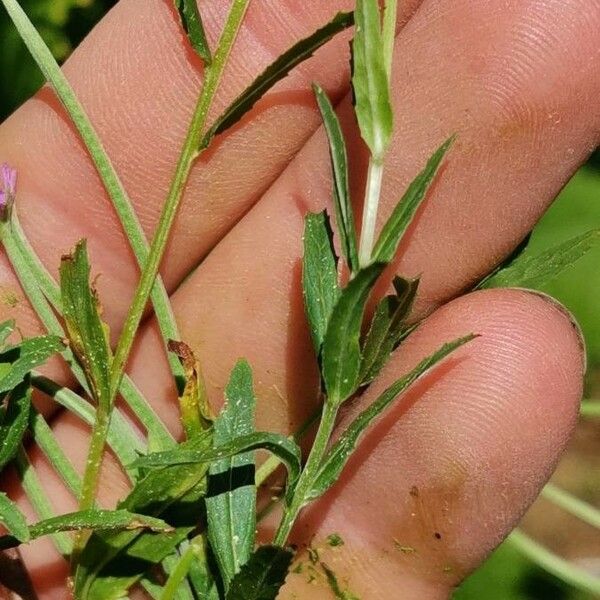 Epilobium tetragonum Лист