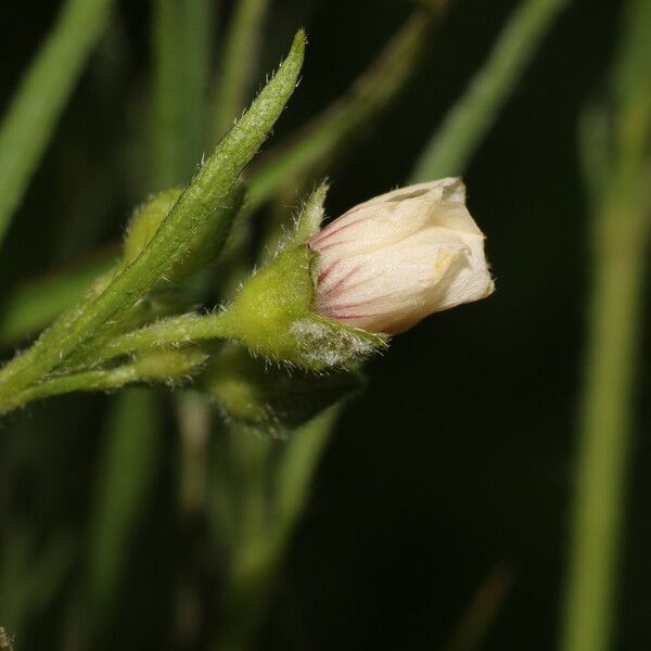 Sida linifolia 果