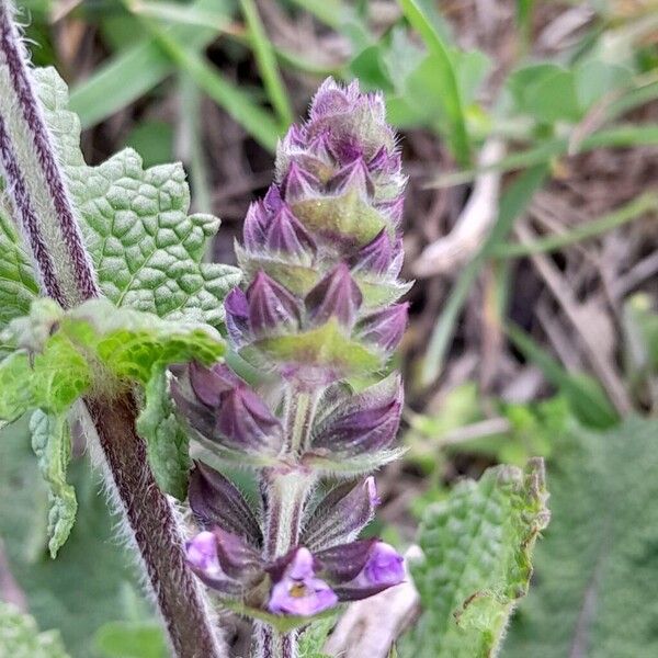 Salvia verbenaca Ostatní