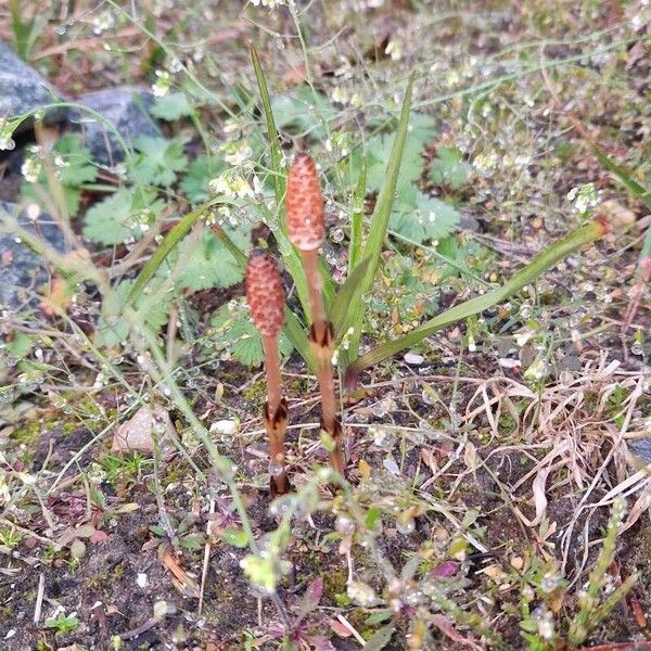 Equisetum arvense Λουλούδι