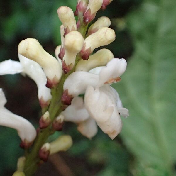 Thomandersia hensii Flower