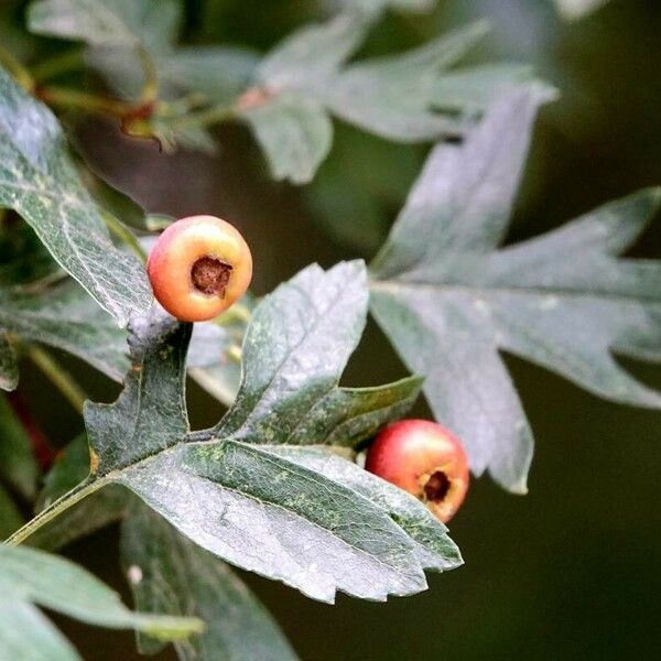 Crataegus azarolus Leaf