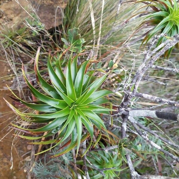 Dracophyllum verticillatum Hoja