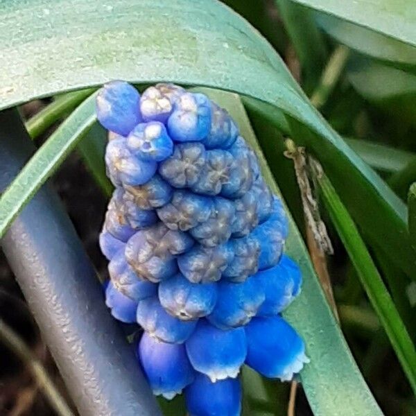 Muscari armeniacum Flower